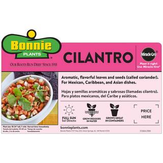 Bonnie Plants 2.32 qt. Cilantro Herb Plant 5027