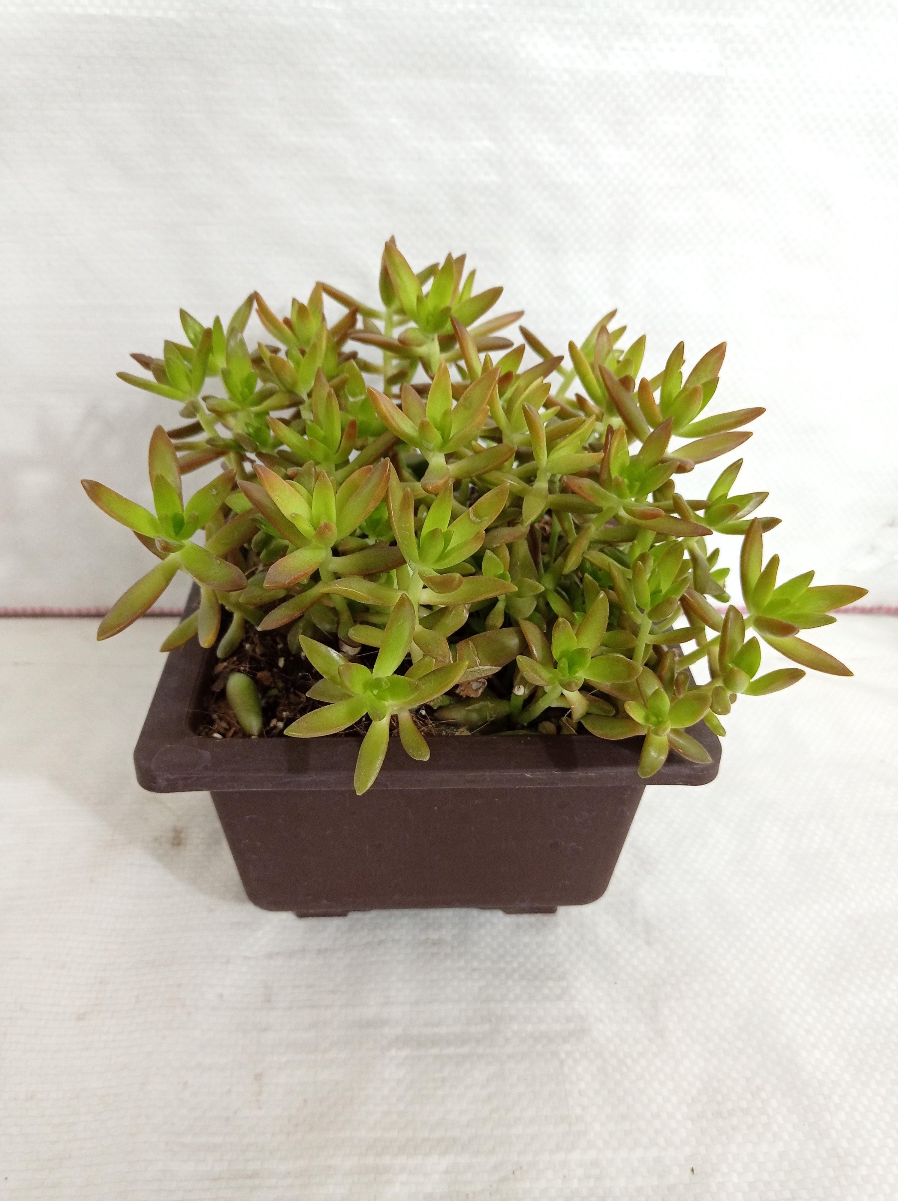 Sedum adolphii 'Firestorm' Big Succulent Plant