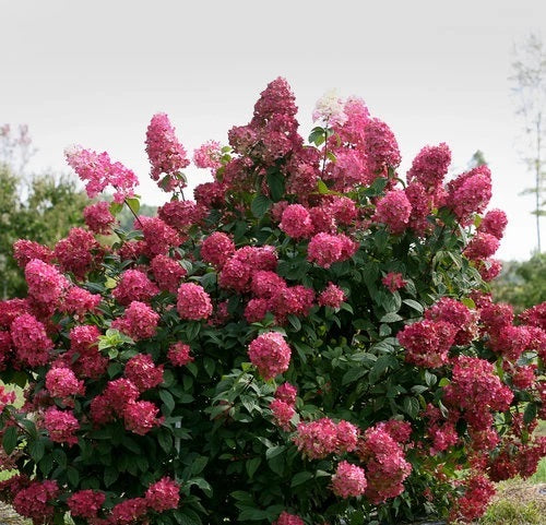 Fire Light Panicle Hydrangea