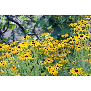 BELL NURSERY 2.5 Qt. 'Goldsturm' Black-Eyed Susan (Rudbeckia) Live Potted Perennial Plant with Golden Yellow Flowers (1-Pack) BESUS1YLW1PK