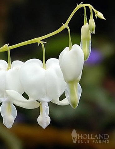 White Bleeding Heart