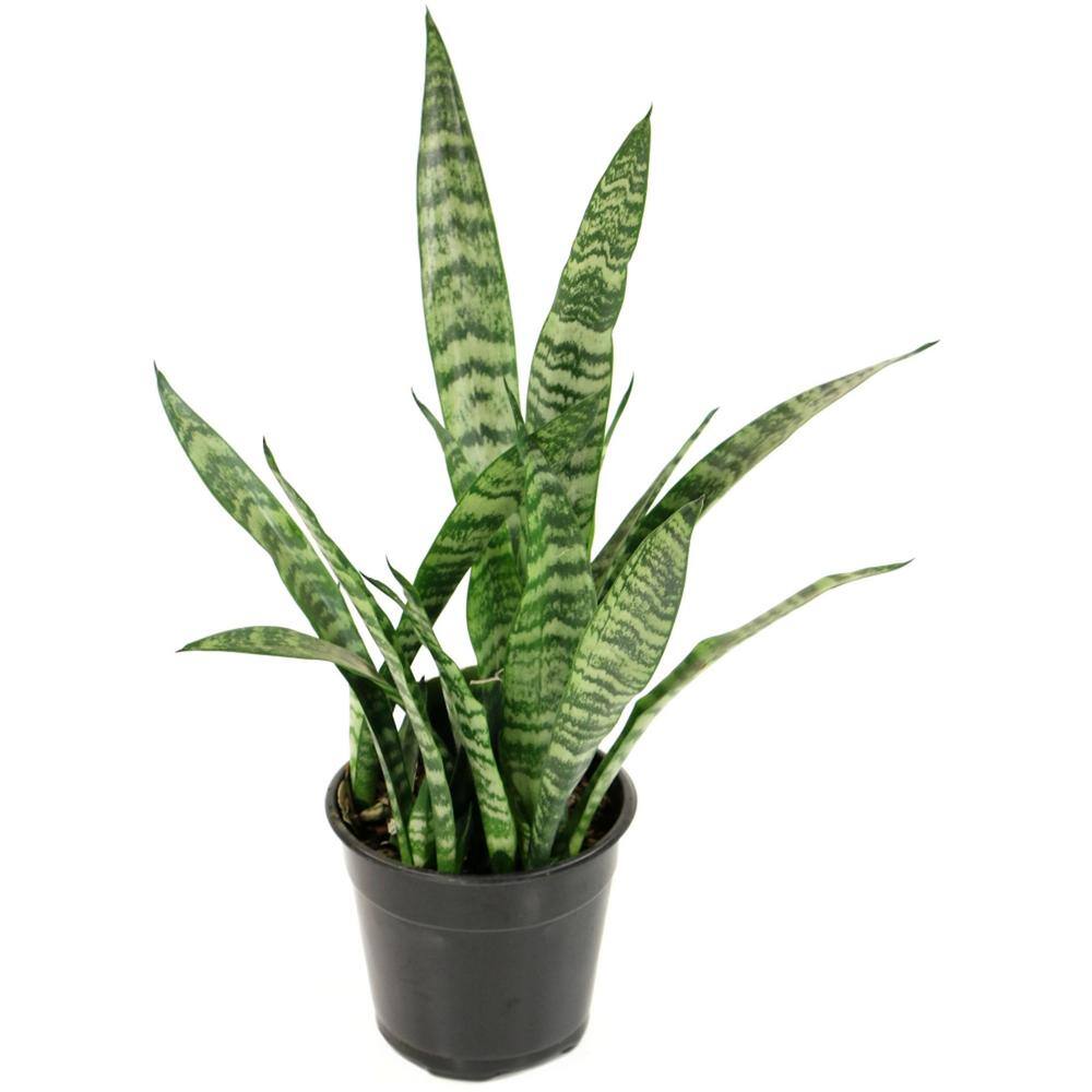 national PLANT NETWORK 2 Gal. Snake Plant Black Coral Sansevieria Plant in 10 in. Grower's Pot HD7552