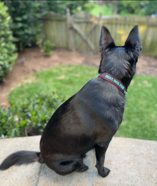 Collar | Best. Dog. Ever.