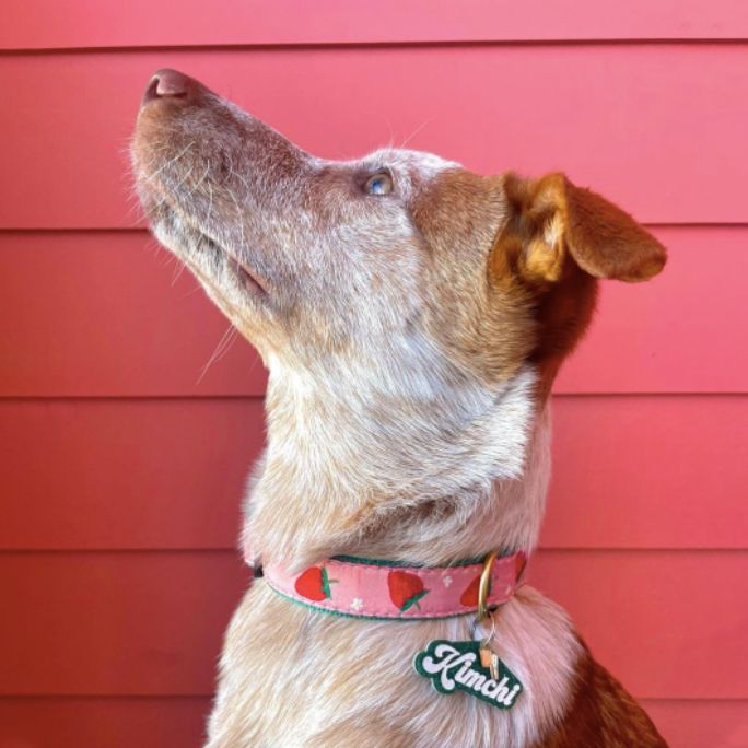 Collar | Strawberry Fields