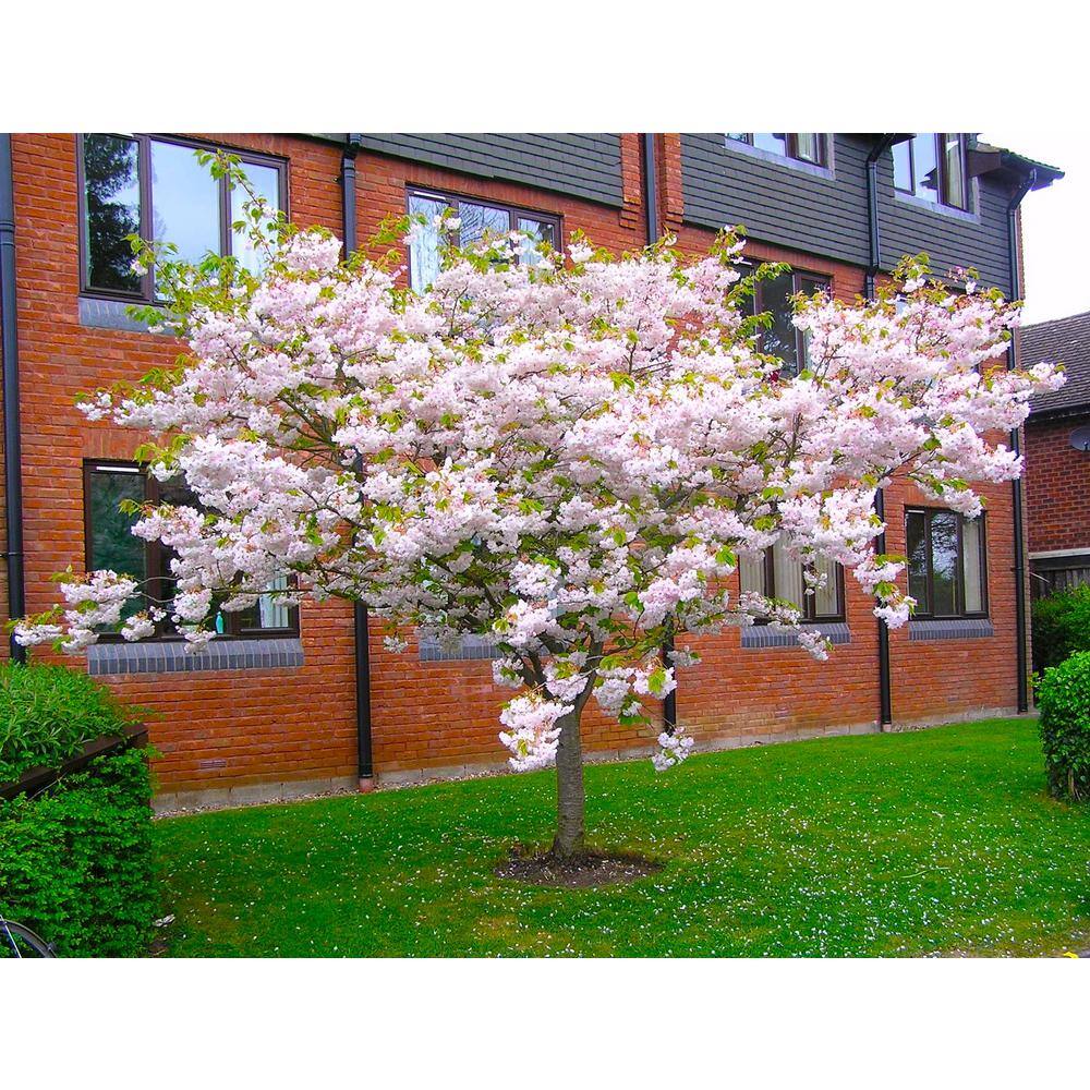 Online Orchards 3 ft. Shogetsu Cherry Blossom Tree with Elegant Multi-Petal Flowers FLCH207