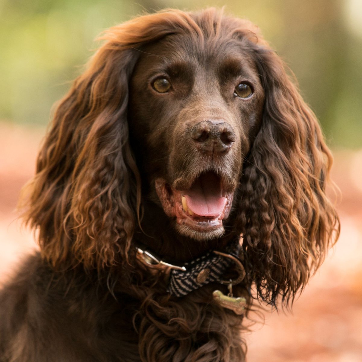 HUGO and HUDSON Herringbone Tweed Metal Buckle Dog Collar