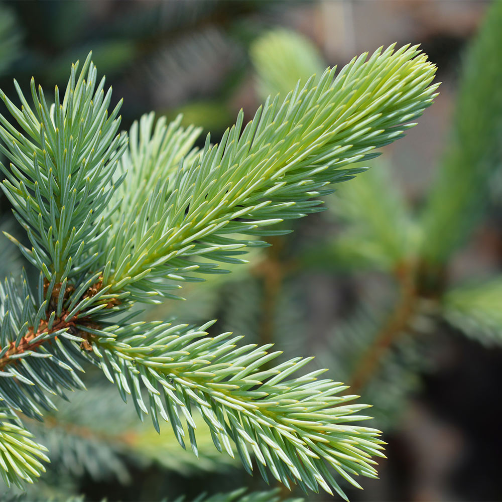 Fat Albert Colorado Blue Spruce