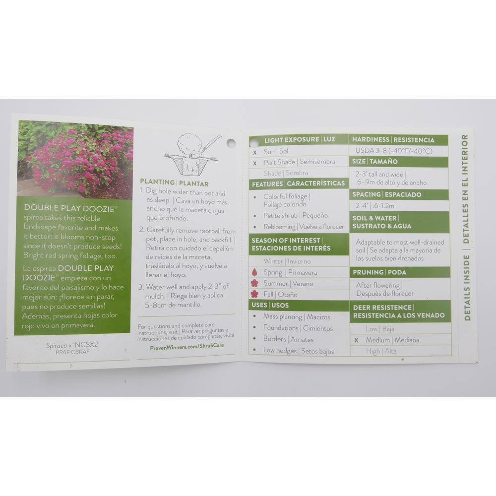 PROVEN WINNERS 2 Gal. Double Play Doozie Spirea Flowering Live Shrub with Deep Red Flowers PWSPA2DPY1PK