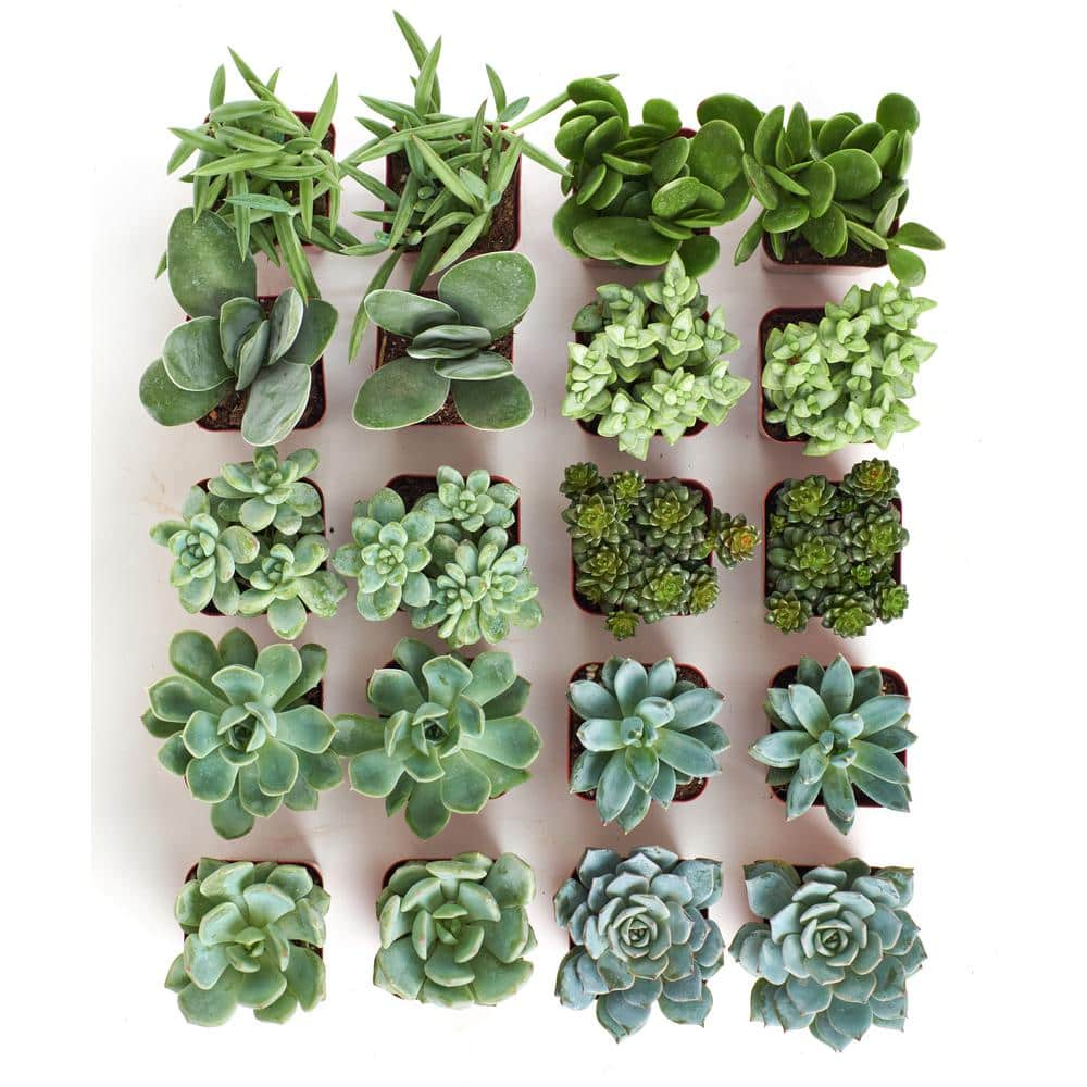 Shop Succulents 2 in. BlueGreen Collection Succulent (Collection of 20) BG20