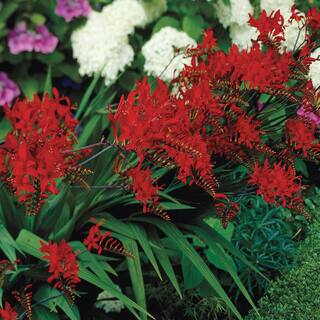 Breck's Crocosmia Lucifer Bulbs (5-Pack) 66891