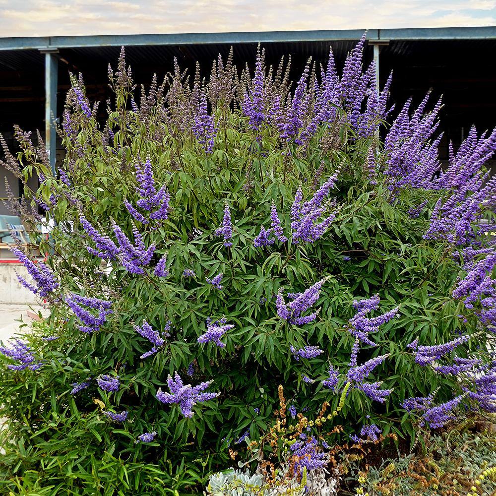 3 Gal. Purple Flowers Shoal Creek Vitex Live Plant VITSHO03G