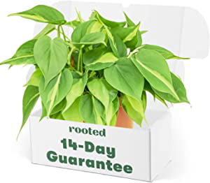 Philodendron Hederaceum Live Green Plant in 6