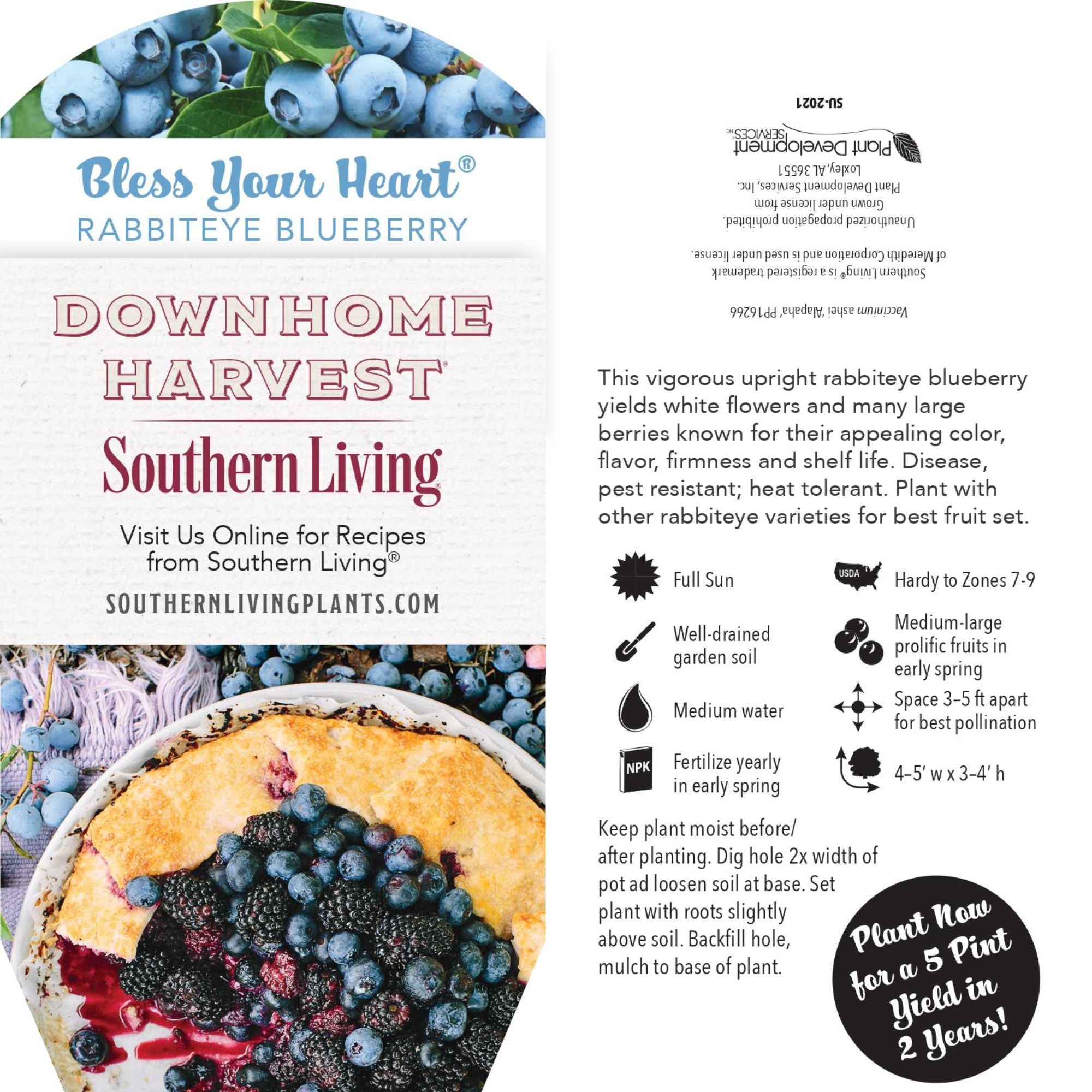 Southern Living Blueberry Bless Your Heart Live Shrubs (2 Gallon)