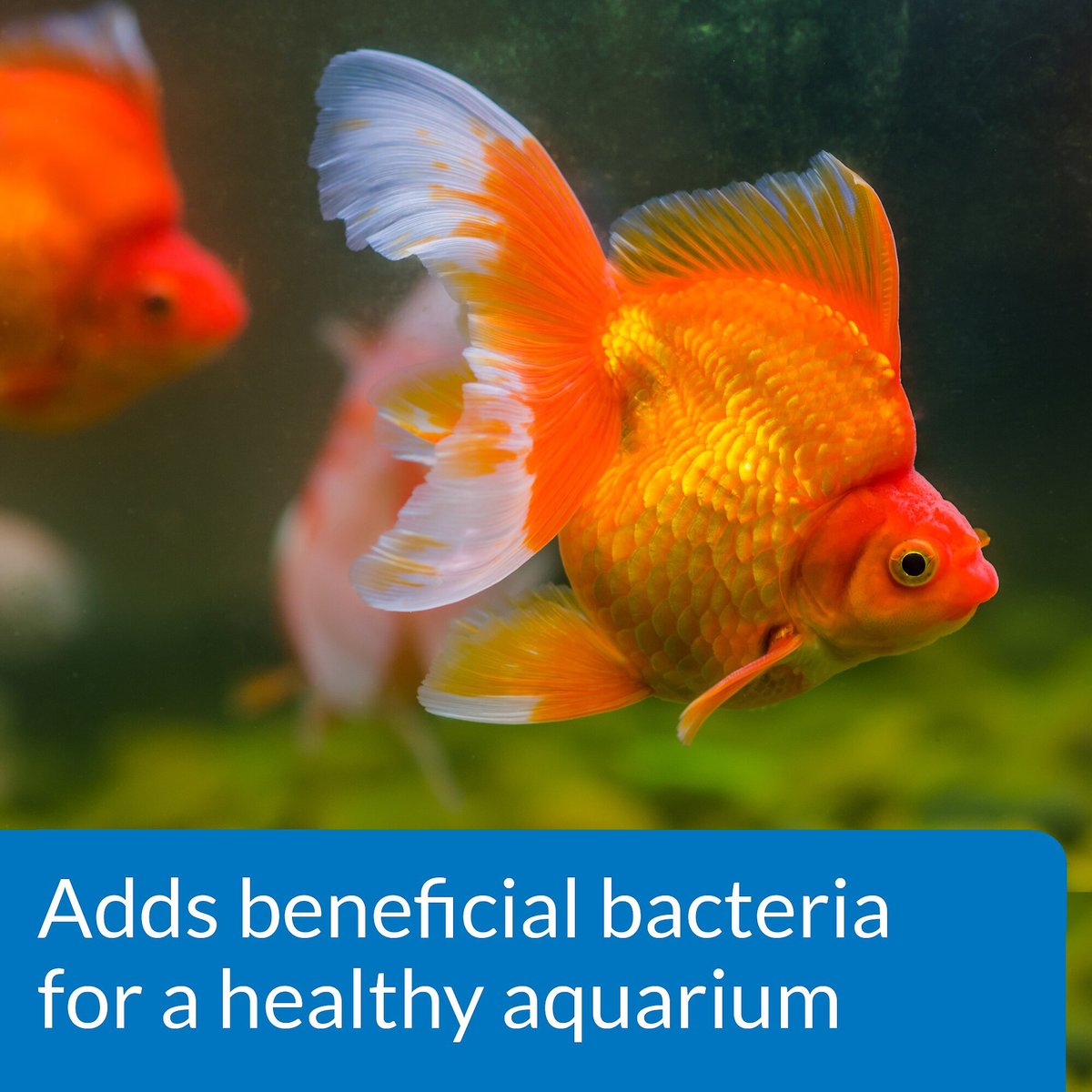 API Goldfish Protect Aquarium Water Conditioner