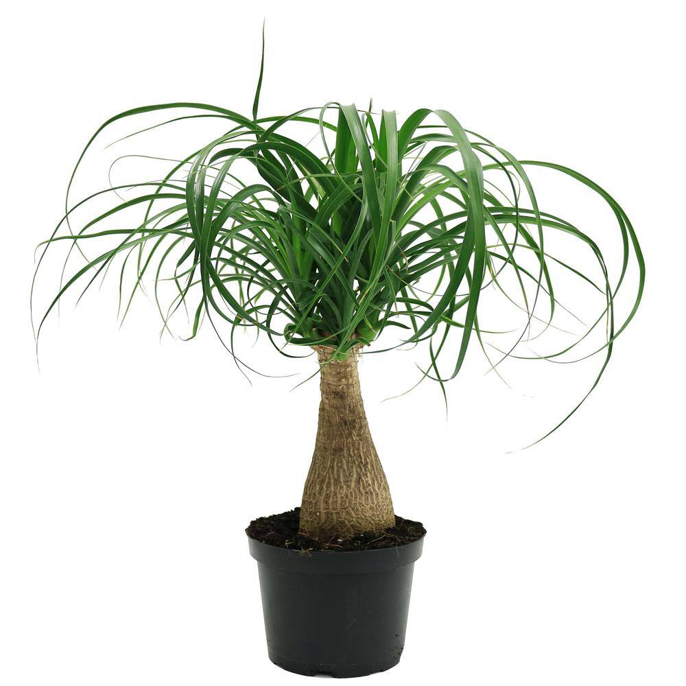 Costa Farms Ponytail Indoor Palm in 6 in. Grower Pot Avg. Shipping Height 1-2 ft. Tall 6PONY