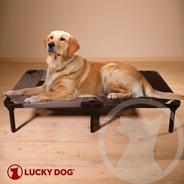 Lucky Dog Comfort Cot Elevated Dog Bed w/ Removable Cover