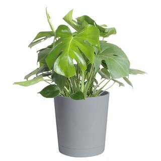 Costa Farms Philodendron Monstera Swiss Cheese Indoor Plant in 10 in. Gray Planter Avg. Shipping Height 2-3 ft. Tall CO.PM10.3.CYL