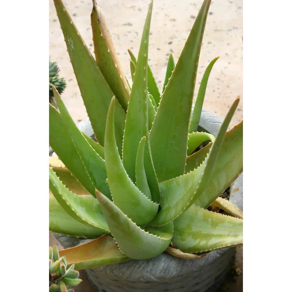 SMART PLANET 1G Single Aloe Vera in Nursery Pot 0872599