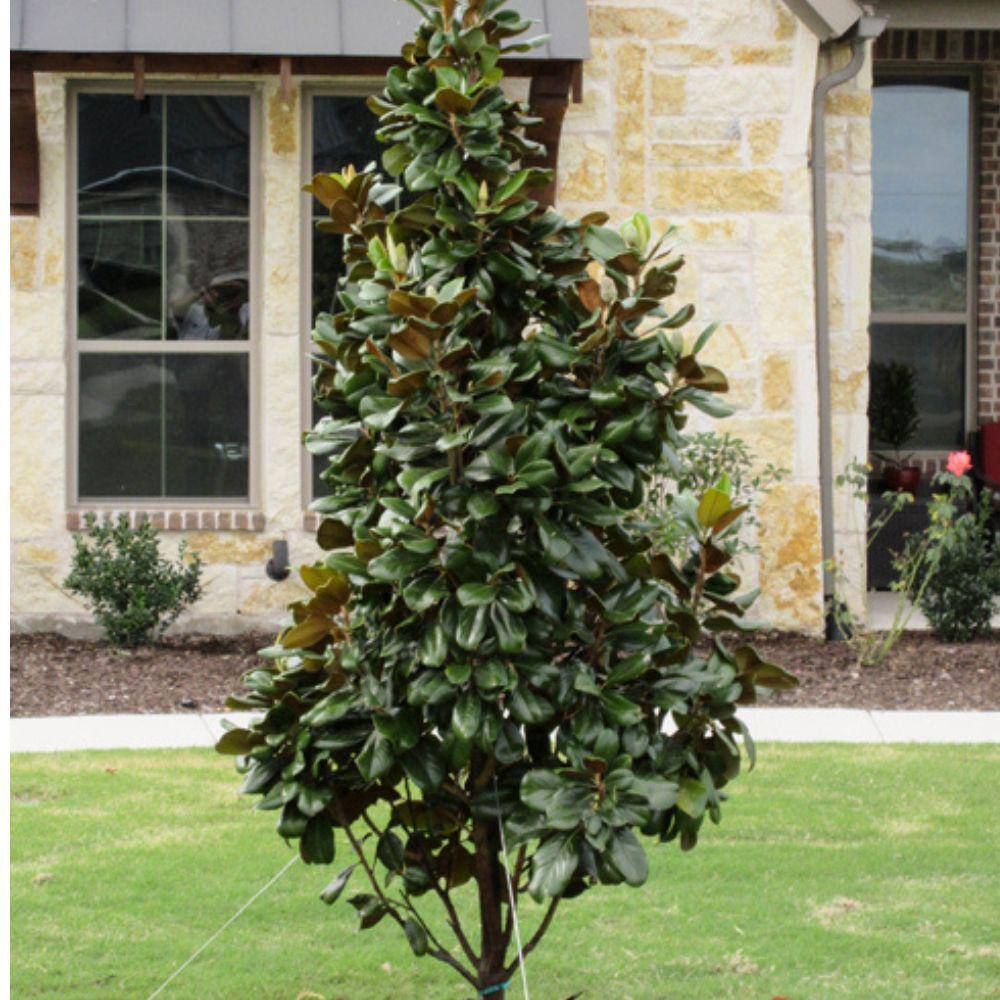 3 Gal. Teddy Bear Magnolia Evergreen Tree MAGTED03G