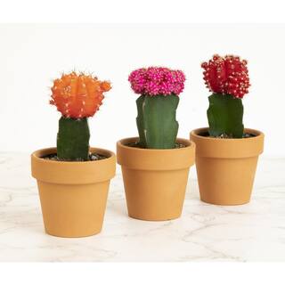 SMART PLANET 2.5 in. Assorted Grafted Cactus 3-Pack in Terra Cotta Clay Pot 0872530