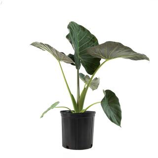 national PLANT NETWORK Regal Shield Elephant Ear Plant (Alocasia) in 10 in. Grower Container 1-Plant HD7753