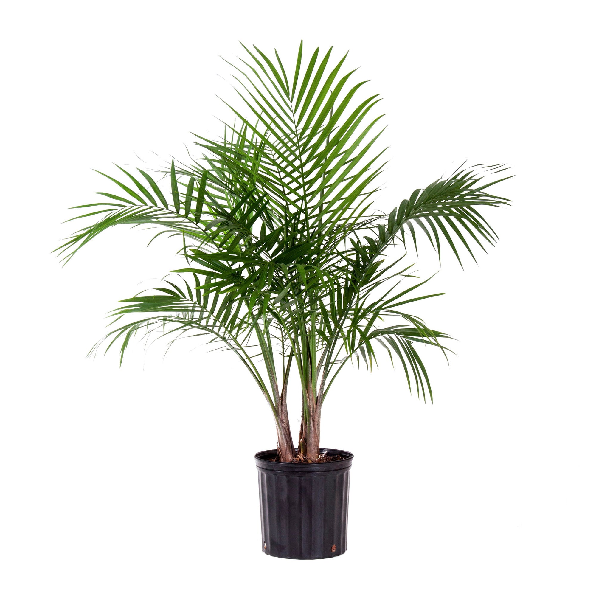 United Nursery Live Majesty Palm Indoor Plant 24-34 inches Tall  with Green Fronds in 9.25 inch Grower Pot