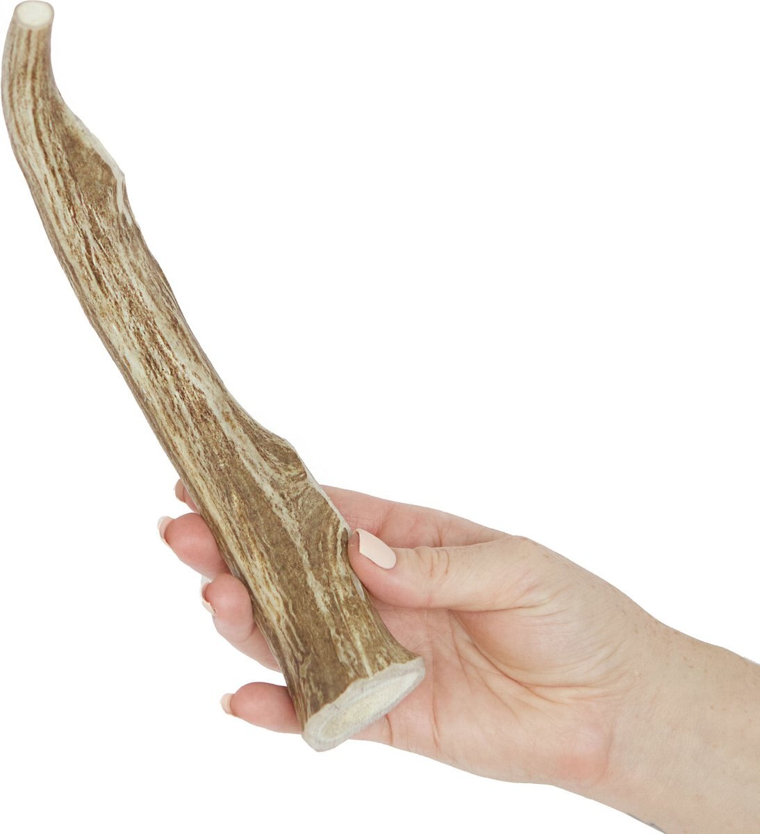 Prairie Dog Whole Deer Antler Dog Chews， 9 - 10.5 in