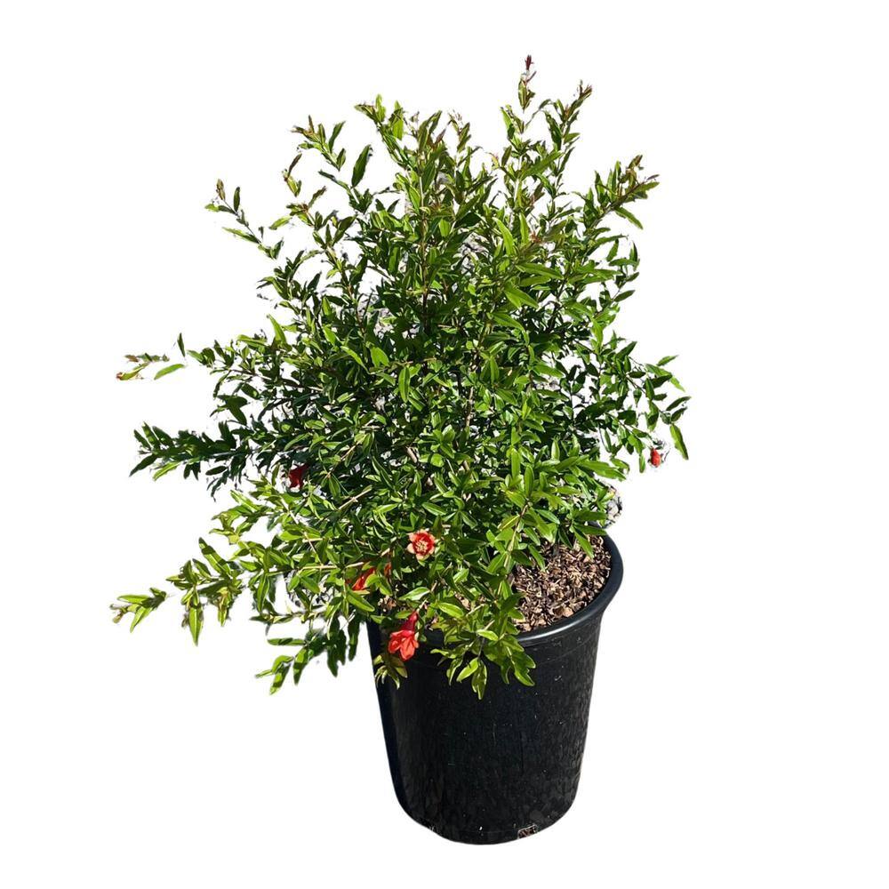 Alder  Oak #5 Container Sweet Pomegranate Deciduous Tree PUSW05