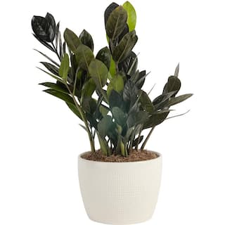 Costa Farms Trending Tropical Raven ZZ Indoor Plant in 6 in. Pot Avg. Shipping Height 10 in. Tall CO.ZZB6SC.3.TR