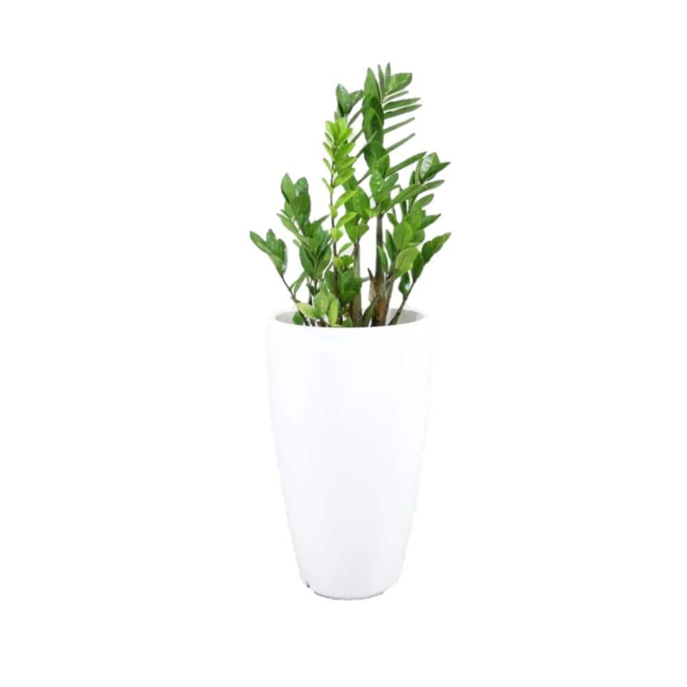 Rain Forest 35 in. Tall White Verona Plastic Planter R.0200.052.090.06