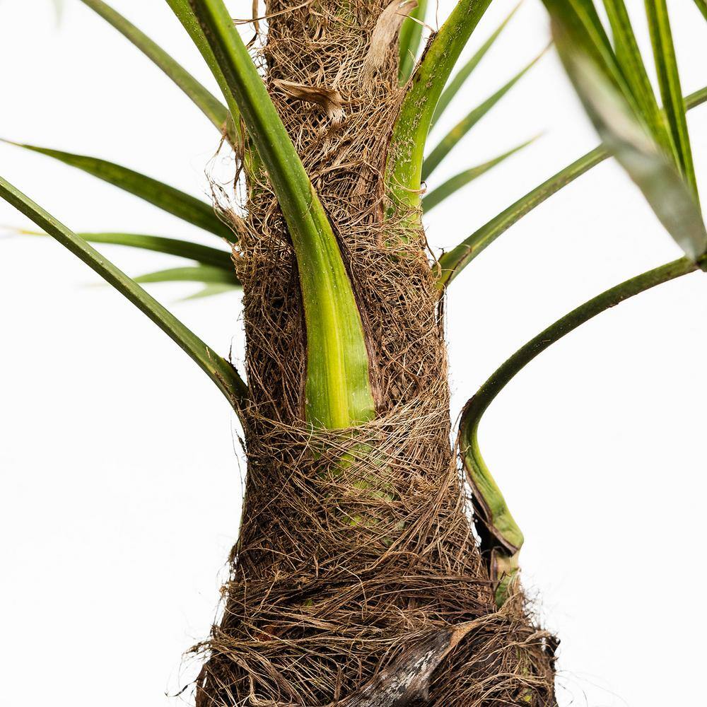 #1 Windmill Palm (2-Pack) THD00097