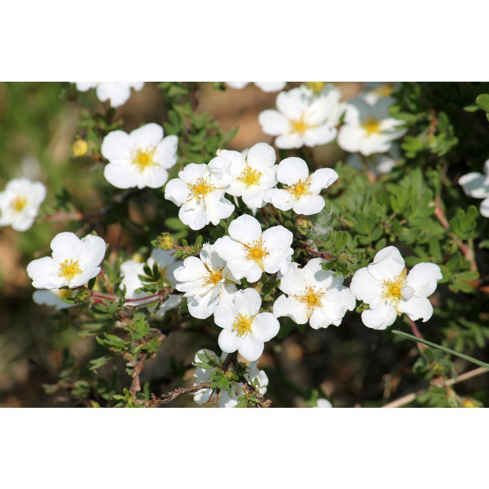 Online Orchards 1 gal. White Potentilla Flowering Shrub with Very Cold Hardy Large Pure White Flowers (2-Pack) SBPT003
