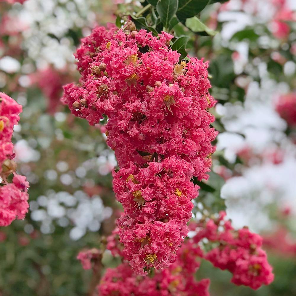 3 Gal. Tuscarora Dark Pink Crape Myrtle Tree CRMTUS03G