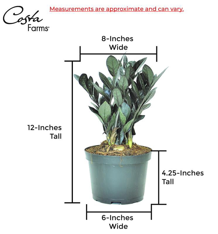 Costa Farms Trending Tropicals Live Indoor and Outdoor 10in. Tall Black Raven® ZZ Zamioculcas ‘Dowon’; Medium， Indirect Light Plant in 6in. mixed material Planter