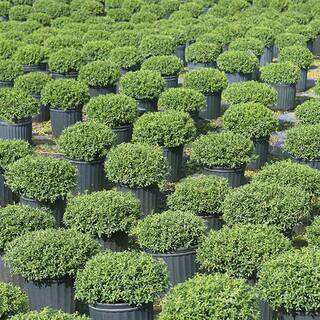 Perfect Plants 1 Gal. Soft Touch Holly Plant Low Maintenance Dwarf Hedge THD00546