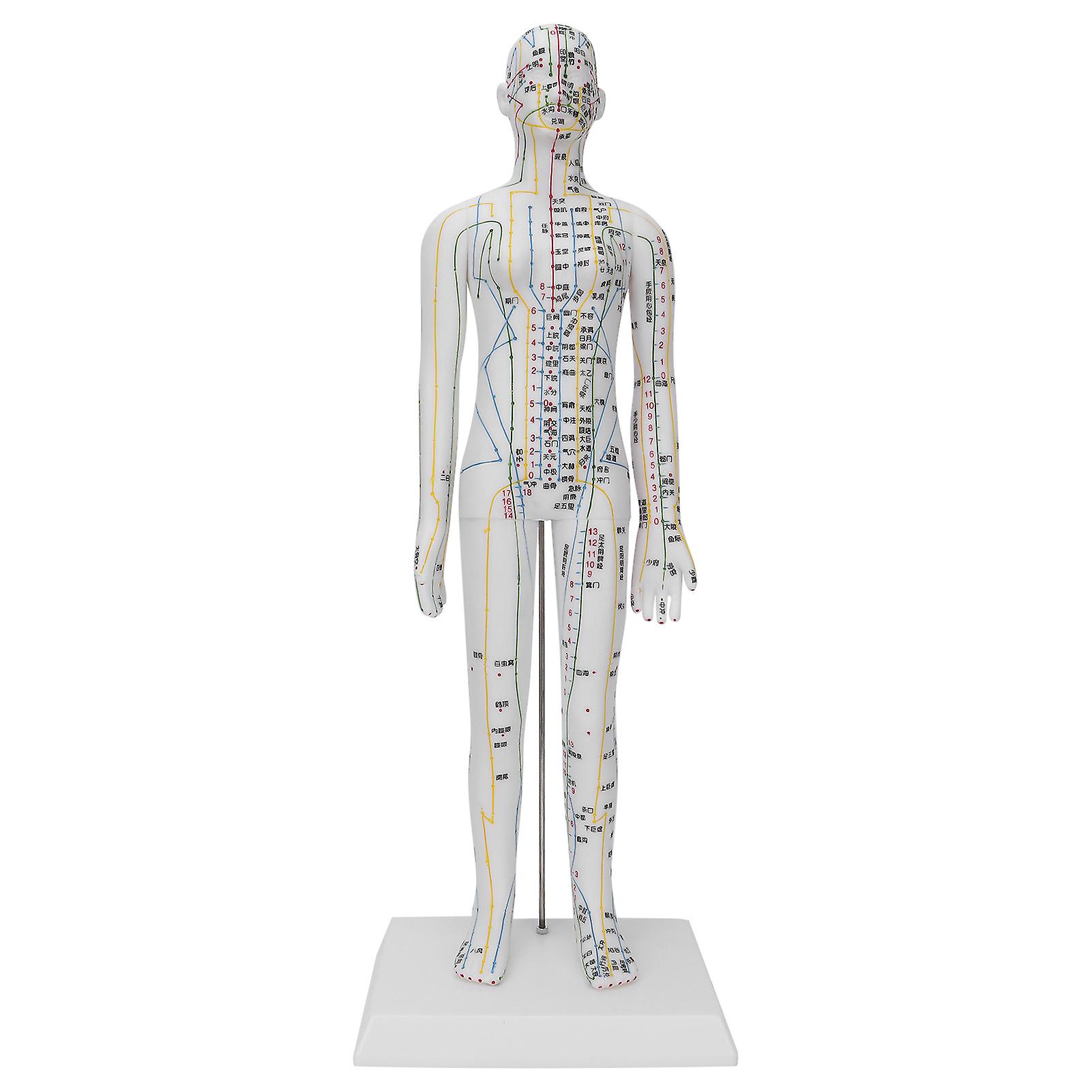 Teaching Acupuncture Meridians Model Women Acupuncture Model With Base Acupuncture Needle Set