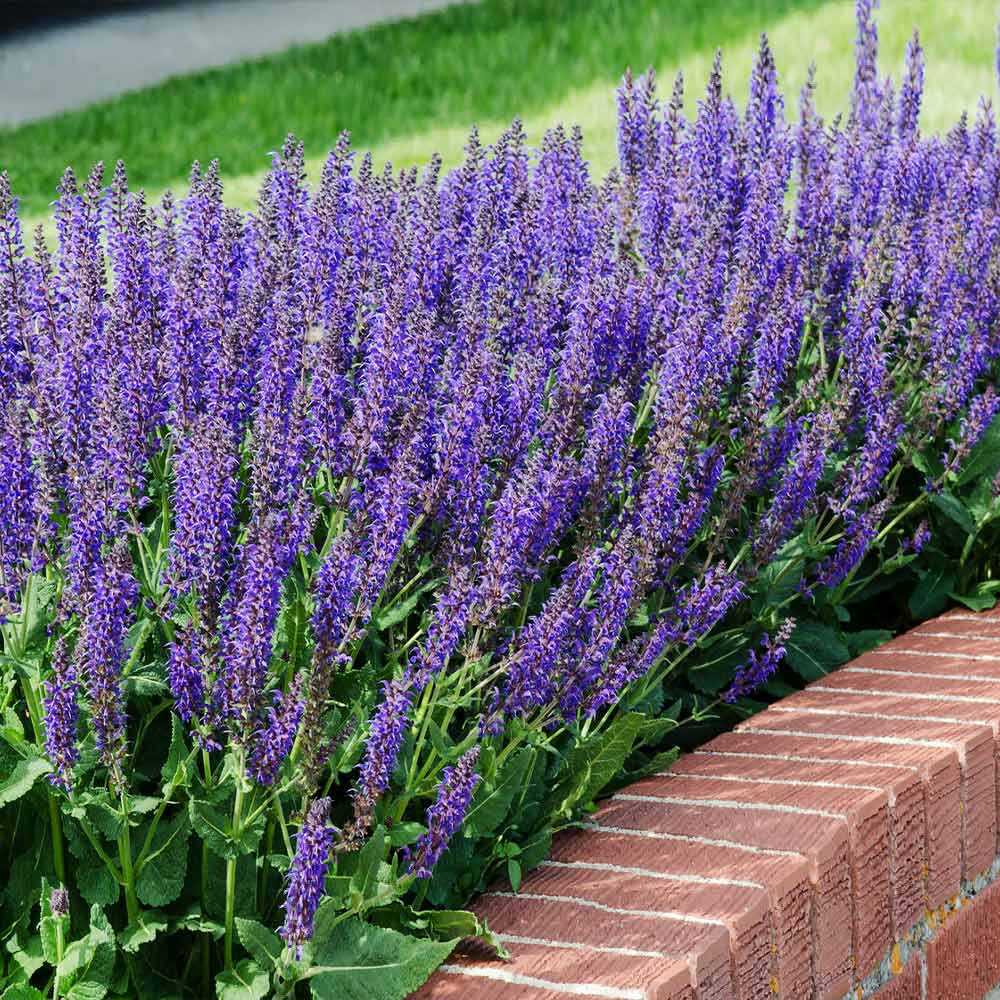 May Night' Garden Sage' Perennial Sage