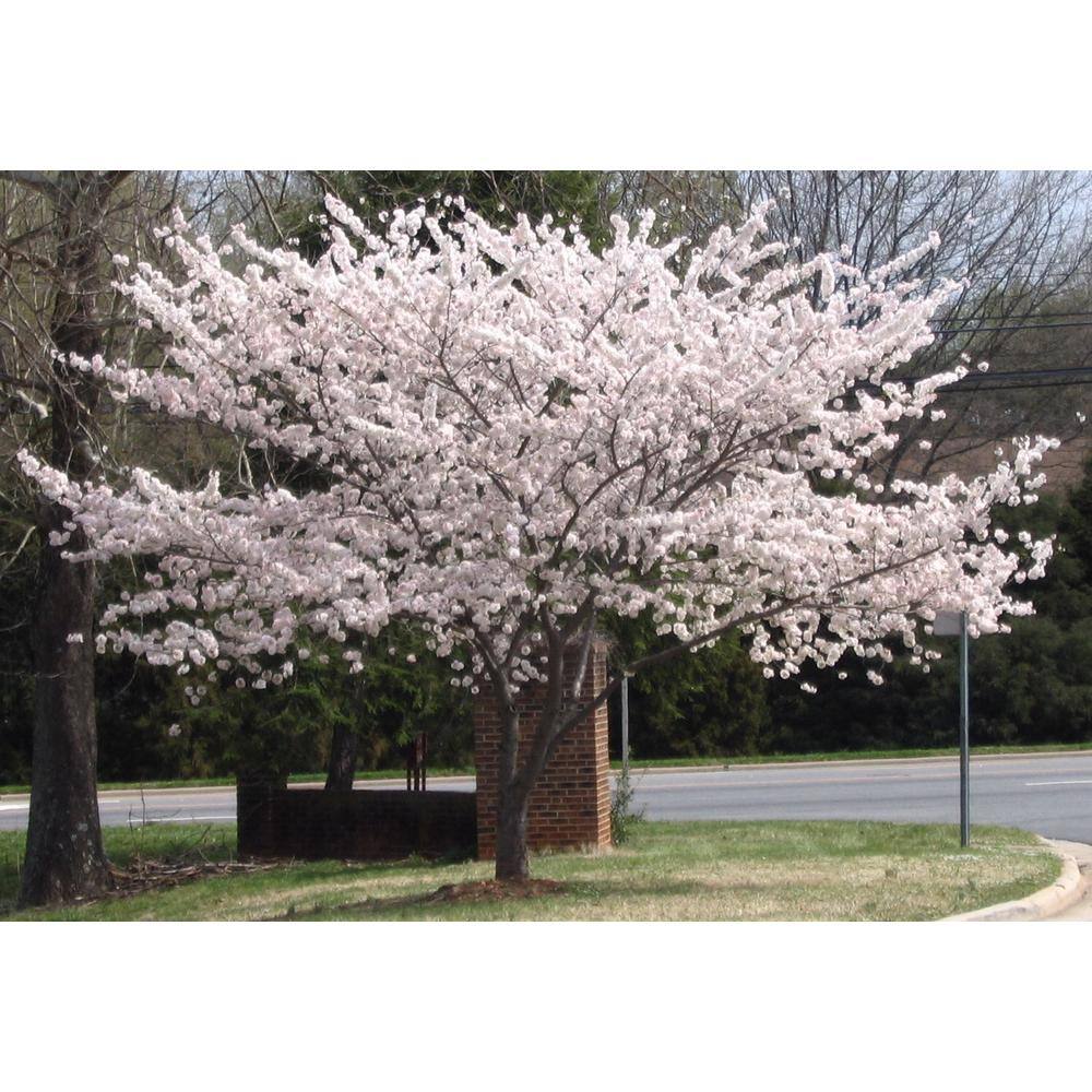 Online Orchards 3 ft. Yoshino Cherry Blossom Tree with Fragrant White Almond Scented Flowers FLCH202