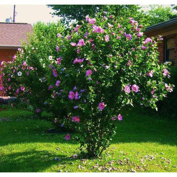 Online Orchards 1 Gal. Lucy Rose of Sharon Hibiscus Shrub Unique Ruffled Pink Flowers Among the Toughest Flowering Shrubs SBHB003