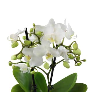 ALTMAN PLANTS 3.5 in. White Orchid Phalaenopsis Live House Plant in White Ceramic Pot 0873008