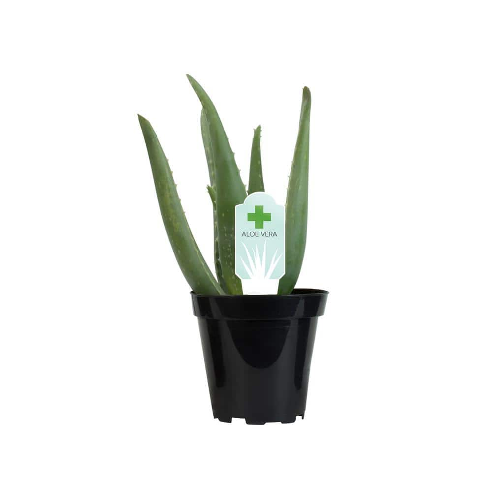 SMART PLANET 3.5 in. Aloe Vera Plant 0881032