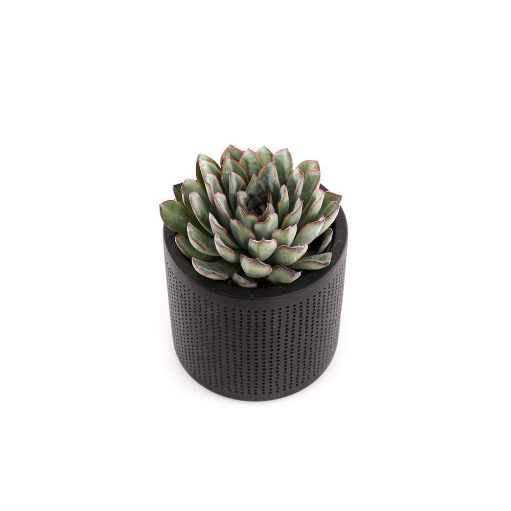 4 in. Assorted Succulent Set in Black Dot Pot (2-Pack) SUCCLYAS39CMSBD