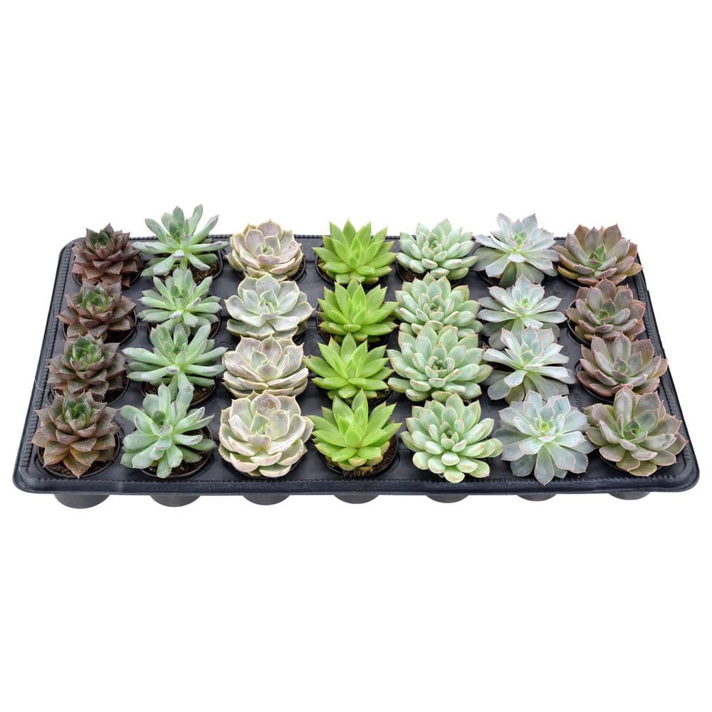 Arcadia Garden Products 2 in. Mini Succulents in Black Grower Pot (28-Pack) LV67