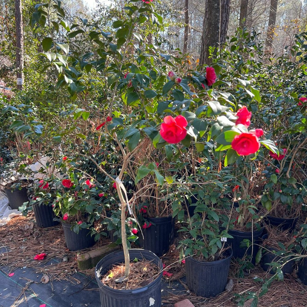 Camellia Christmas Beauty