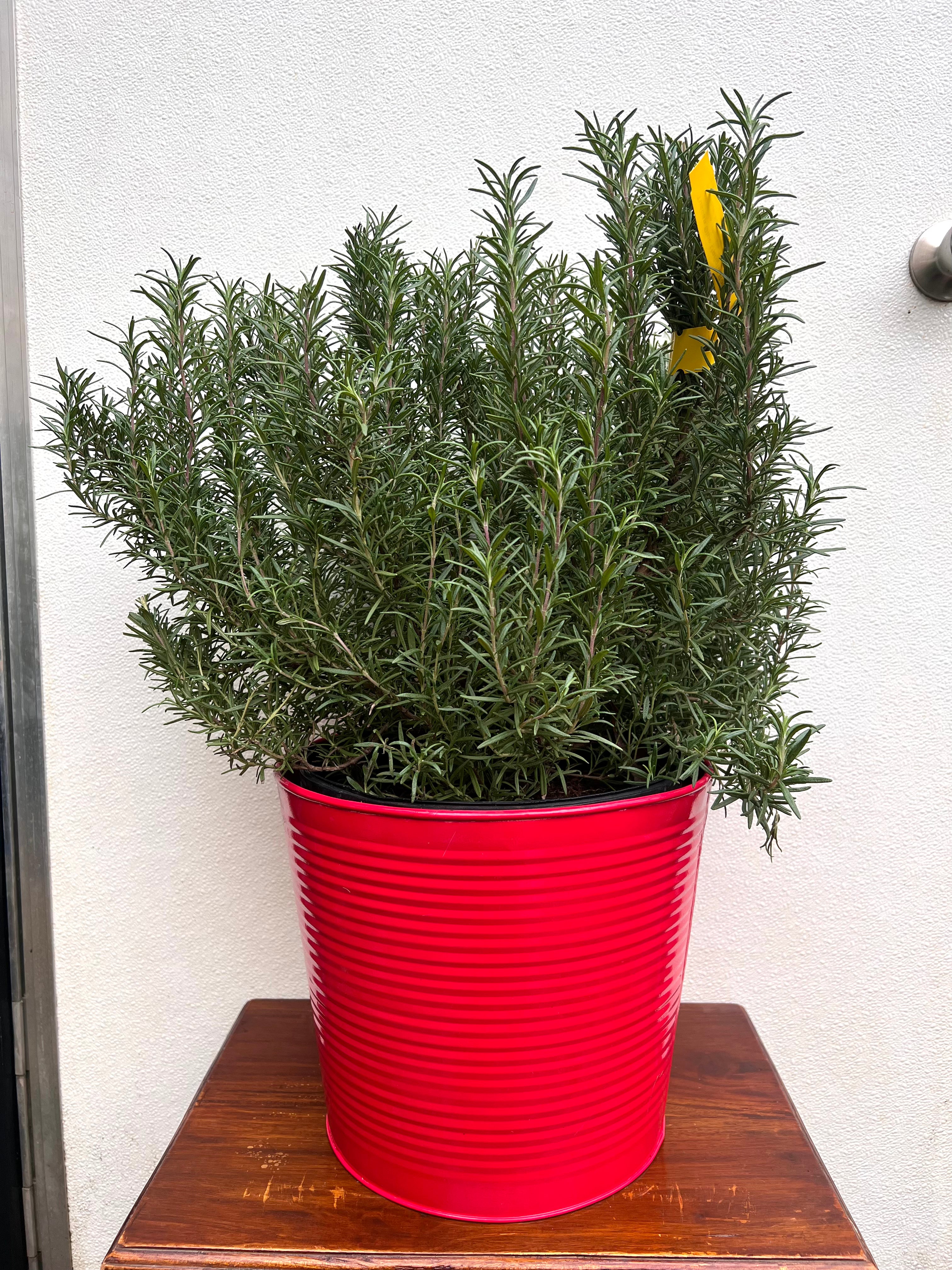 Rosemary Athens Blue Christmas Tree