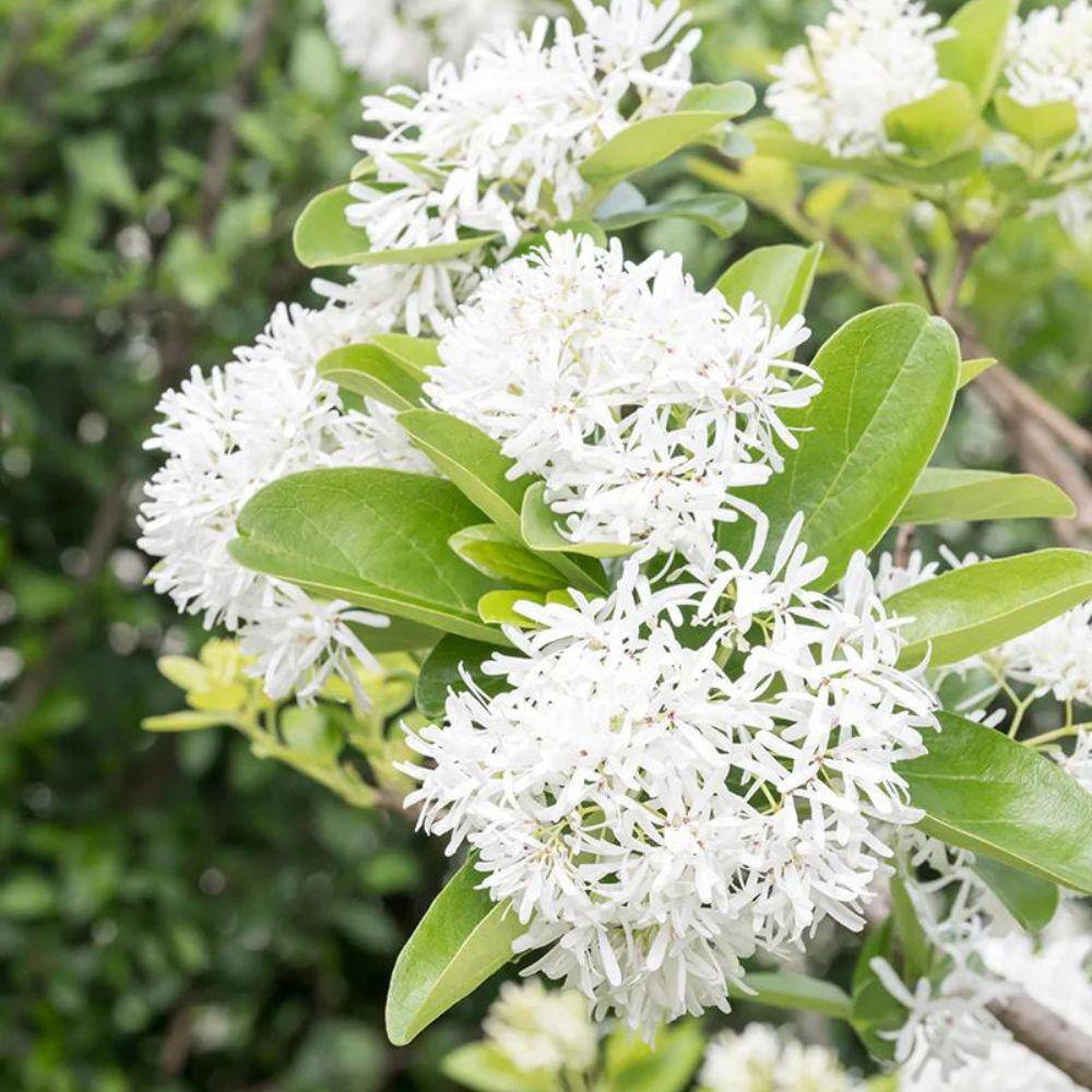 5 Gal. Chinese Fringe Tree FRICHI05G