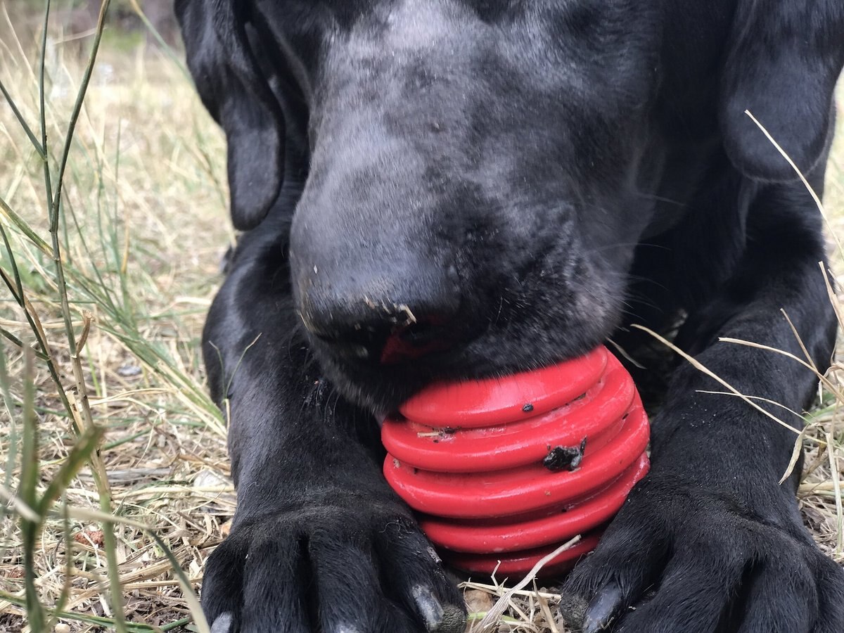 SodaPup Stars and Stripes Ultra-Durable Rubber Ball Dog Toy