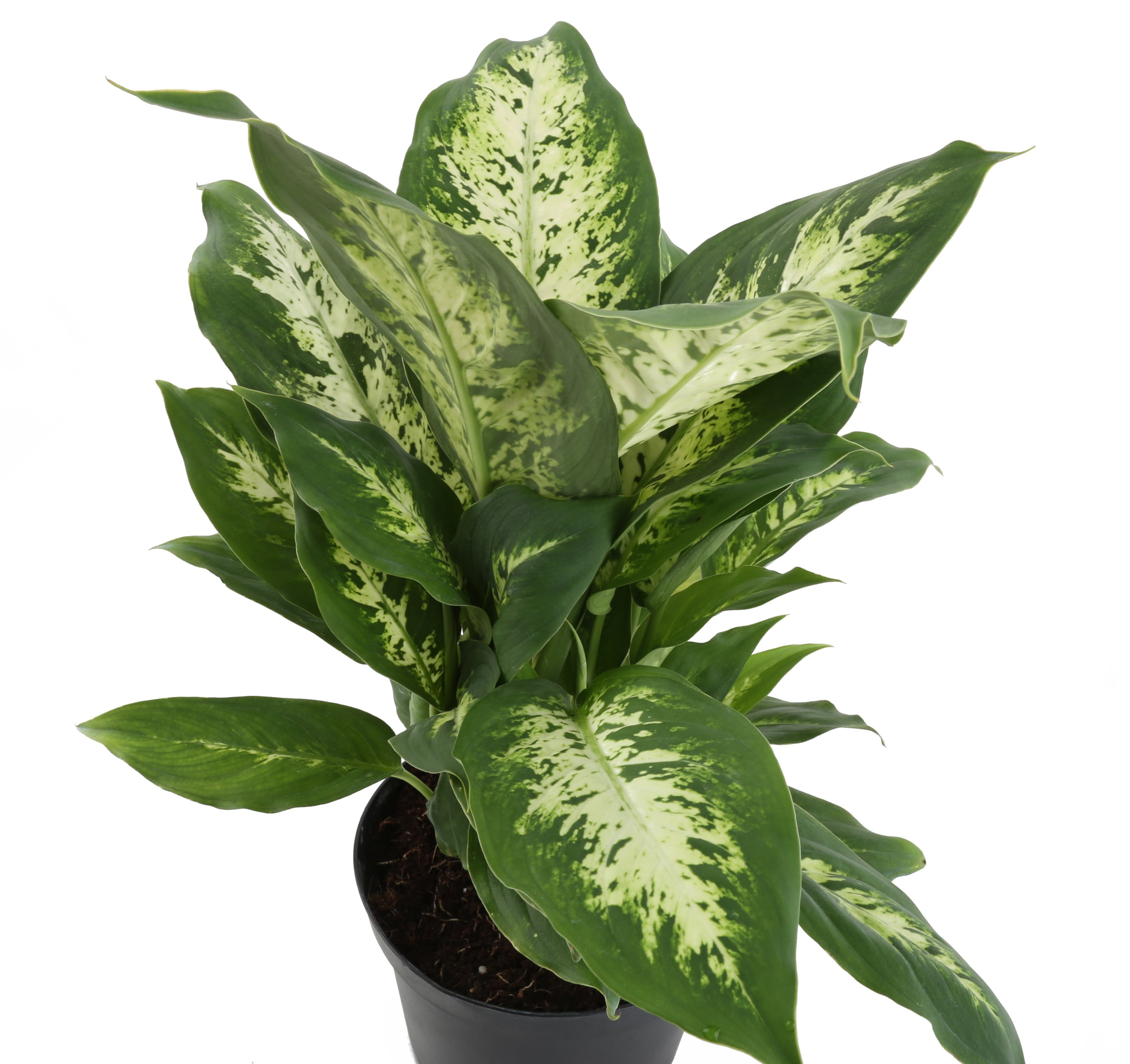 Costa Farms  Live Indoor 12in. Tall Green Dieffenbachia; Bright， Indirect Sunlight Plant in 6in. Décor Pot