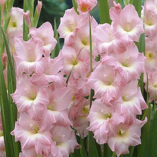 VAN ZYVERDEN Gladiolus Large Flowering Rose  (Set  of 12 Bulbs) 84508