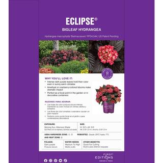 FIRST EDITIONS 2 Gal. Eclipse Hydrangea Shrub with Cranberry Flowers 17218